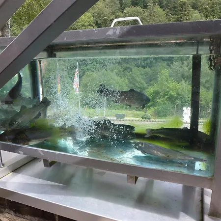 فندق Waldschloesschen باد هيرنالب