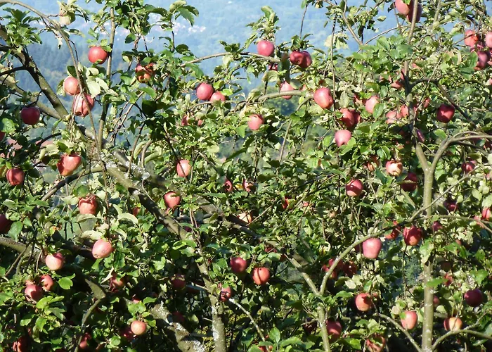 Waldschloesschen Bad Herrenalb